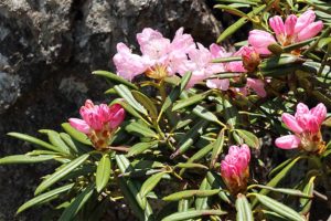 シャクナゲ / Rhododendron