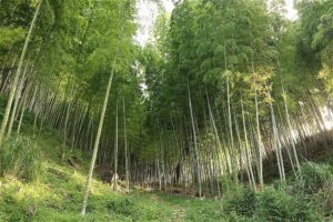 Grand Bamboo Forest