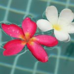 プルメリア / Plumeria in Pool Water