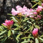 シャクナゲ / Rhododendron
