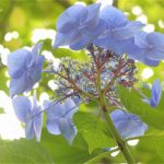 明月院の紫陽花2 / Hydrangea in Meigetsuin (2)