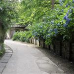 紫陽花小径 / Path of Hydrangea