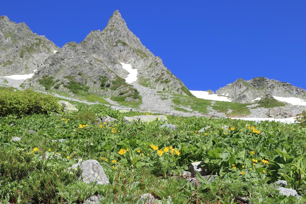 涸沢槍と花 Sharp Mountain And Flowers Travake Blog