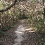 遊歩道 / Path in the forest