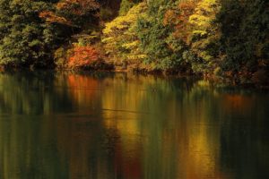 川岸の紅葉 / Autumn leaves