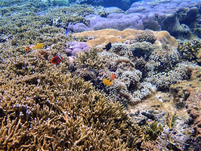 シギラビーチの珊瑚 / Coral reef in Shigira